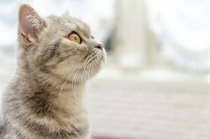 まなざし猫