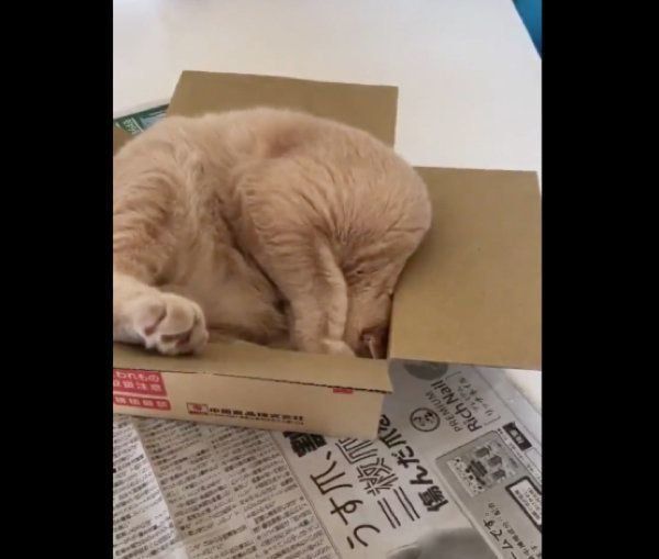 箱におさまろうとするブリティッシュショートヘア