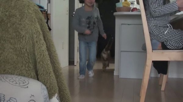 遊ぶ猫