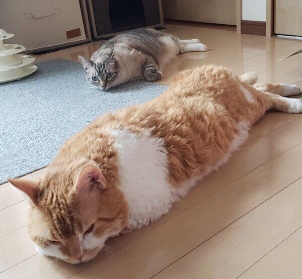 「起きろ」の圧が強いもやしくんとミルちゃん