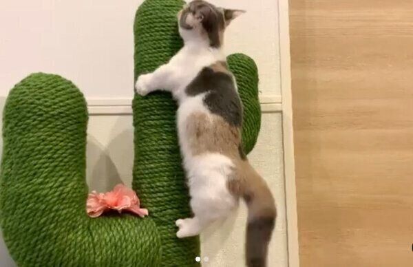 タワーに登るアラレちゃん