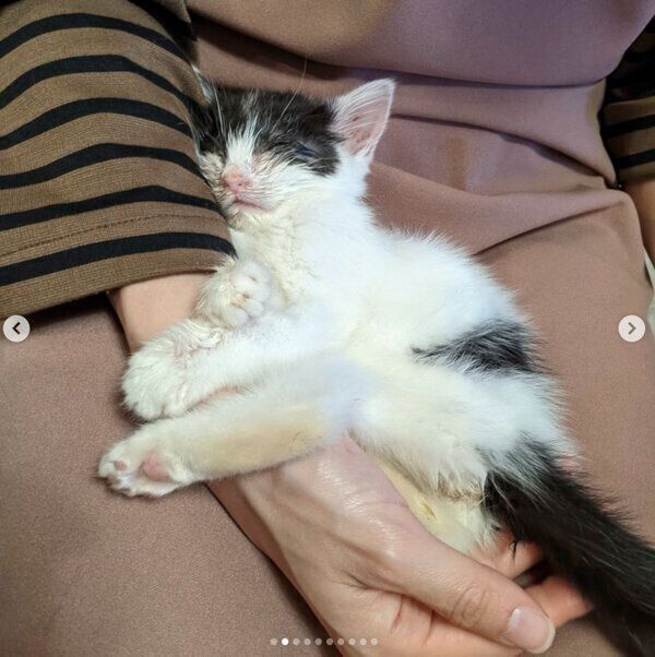 1匹で歩いていたボロボロの子猫、一時は失明の恐れも…偶然が重なった