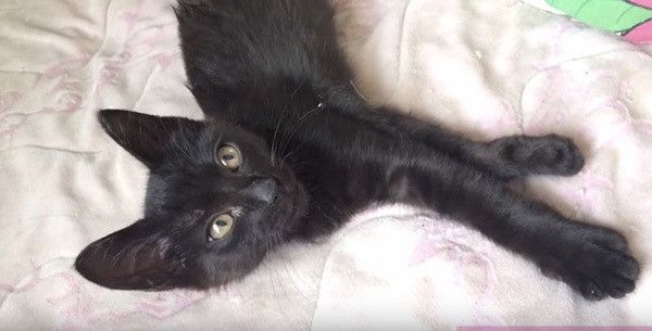 見つめる猫