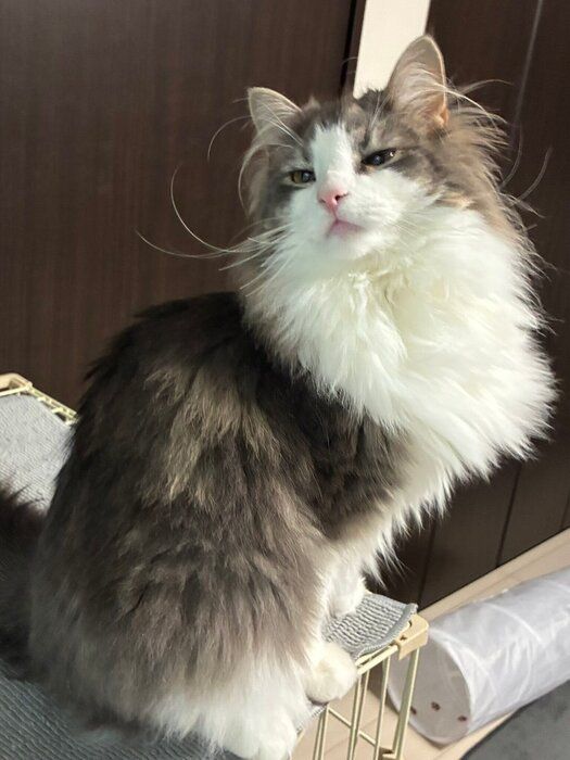 おとなっぽい表情のノルウェージャンフォレストキャット