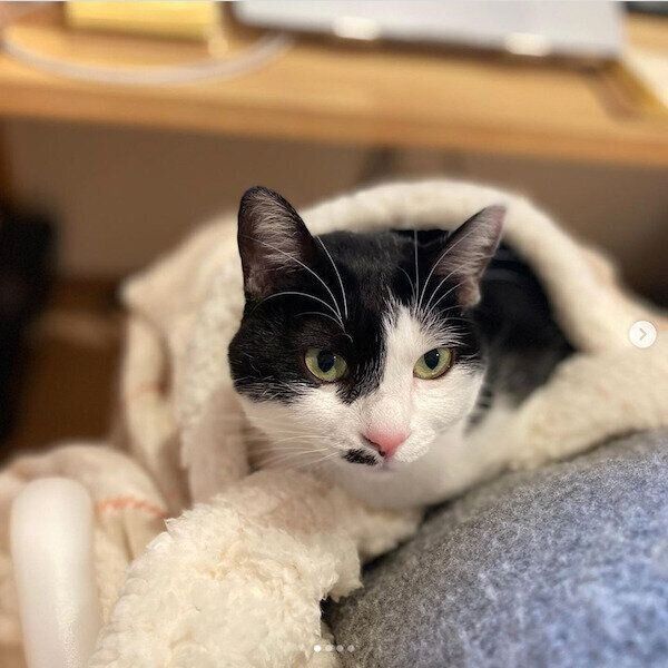 「ペットが入れるひざ掛け」でぬくぬくする猫ちゃん