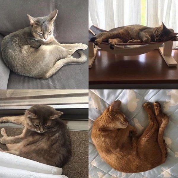 仲良しな猫