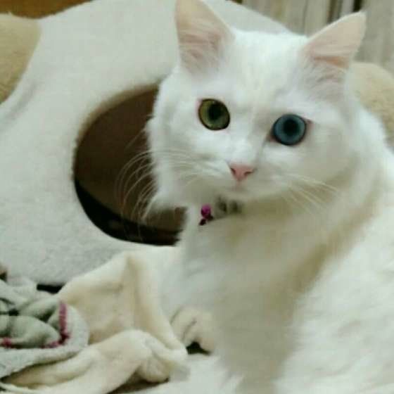MIX 白