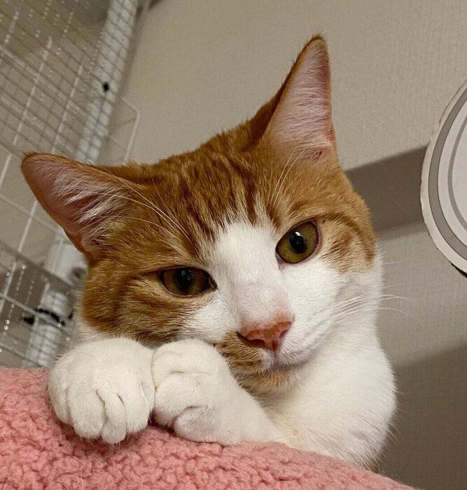 見つめる胡太郎くん