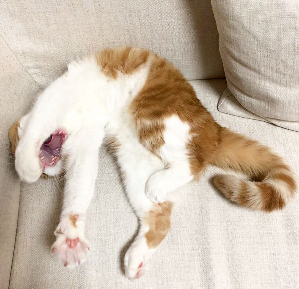 写真を撮られたくない猫