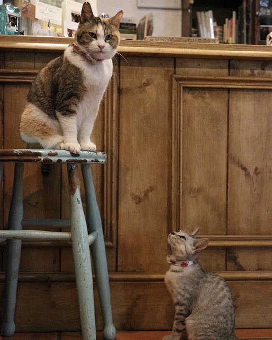 見上げる猫