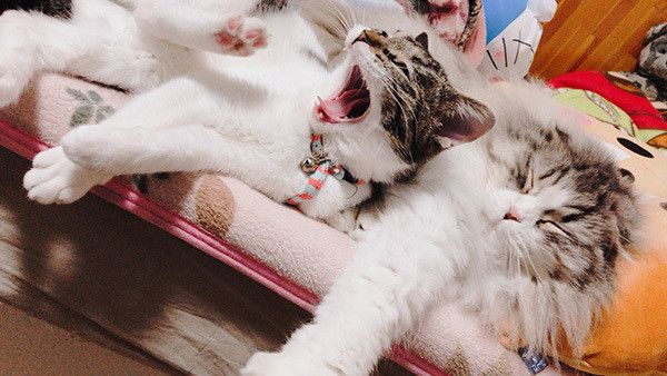 仲良しの猫
