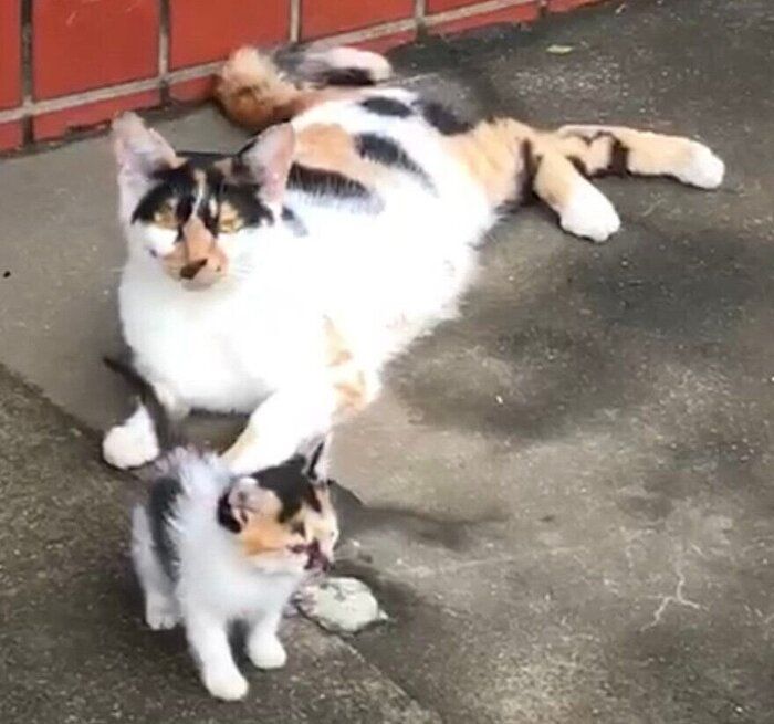 保護する前、外猫時代のさくらちゃん、母猫・すみれちゃん