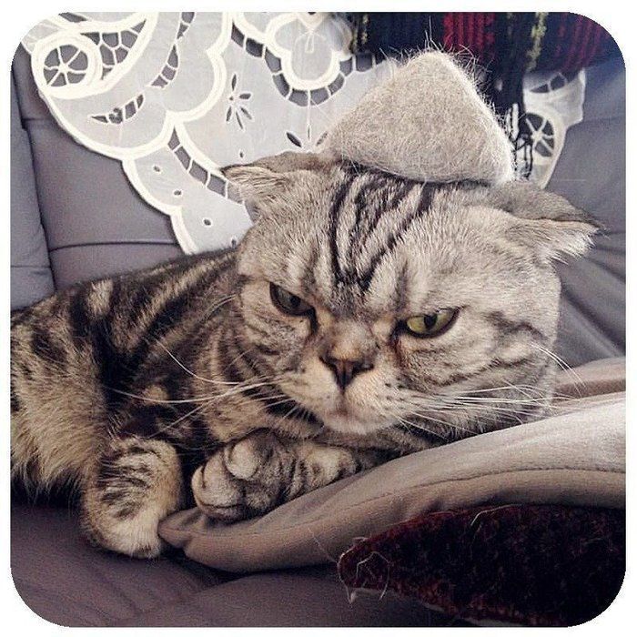 @tacos_cat