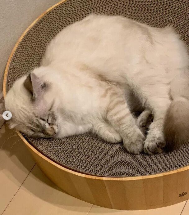 爪とぎの上で眠っている子猫のサイベリアン