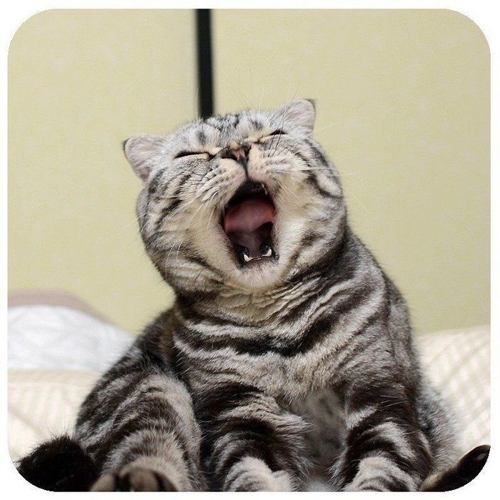 @tacos_cat