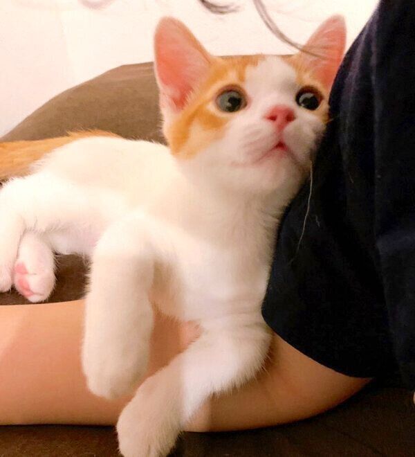 飼い主さんに寄り添うもち丸くん