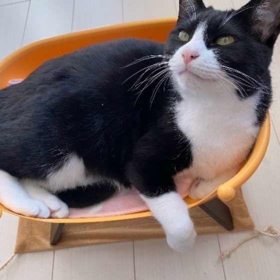 くつろぐMix猫