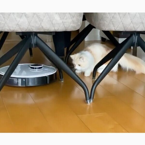 ロボット掃除機を見つめるラテちゃん