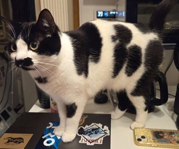 牛柄のミアちゃん