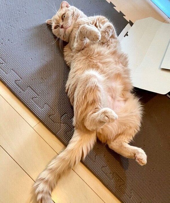 寝転がるもろみちゃん