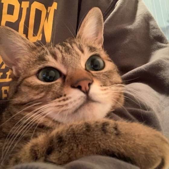 くつろぐ猫