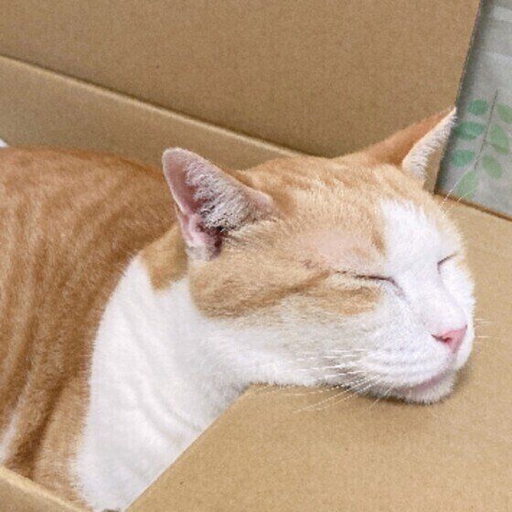 獣医師監修】愛猫の血便｜ウンチの見分け方や原因〜対処法まで解説 