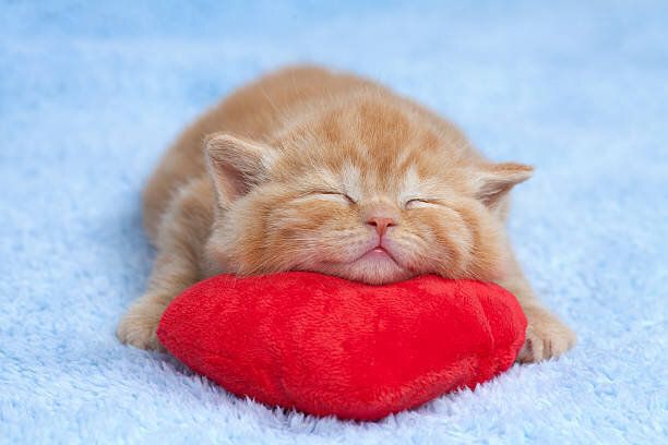赤いハートのクッションで眠る猫