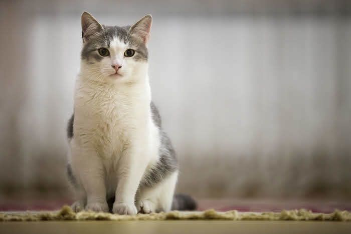 座る猫