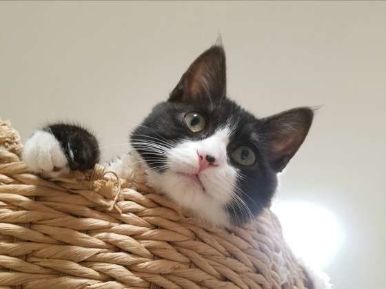 見下ろす猫