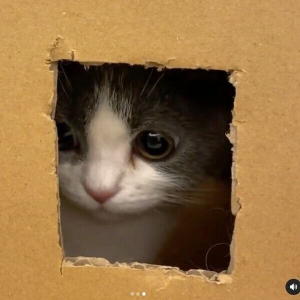 見張るココタくん