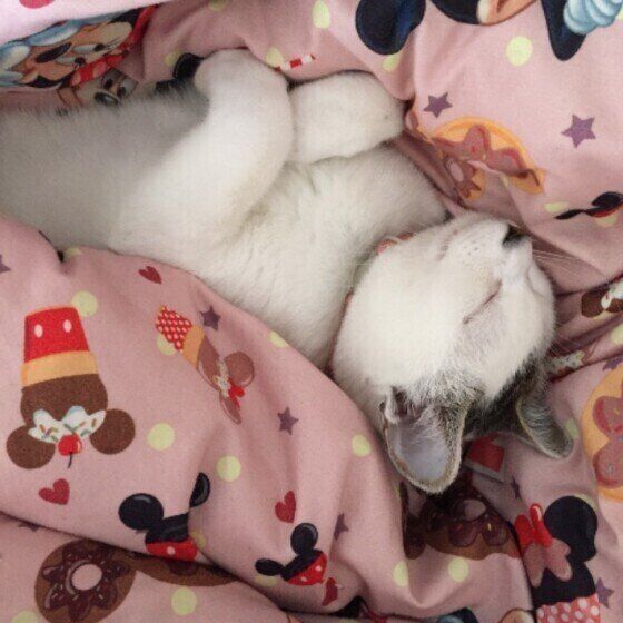 茶×白 ポッケちゃん ふとん