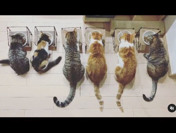 並んでごはんを食べる猫たち