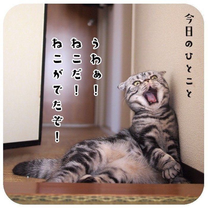 @tacos_cat