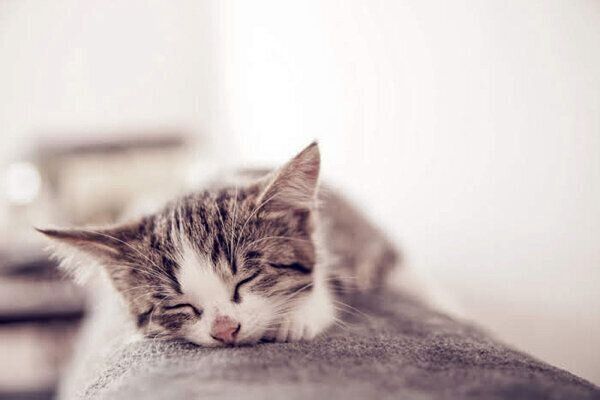 眠る子猫