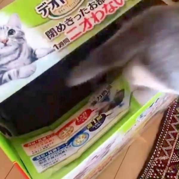 箱から飛び出すドラ千代くん