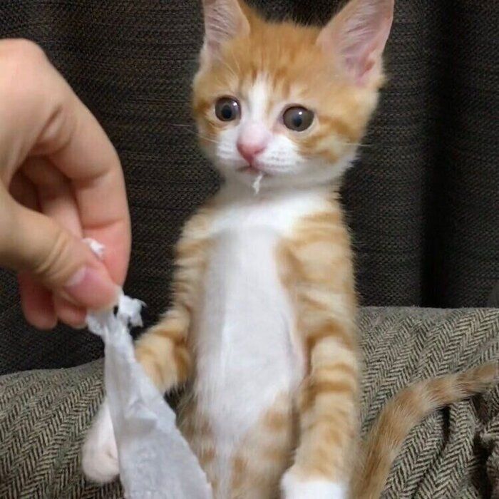 イタズラをしてしまったいなりくん