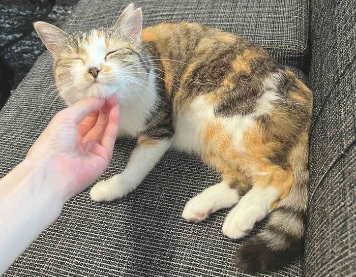 顎を撫でられている猫