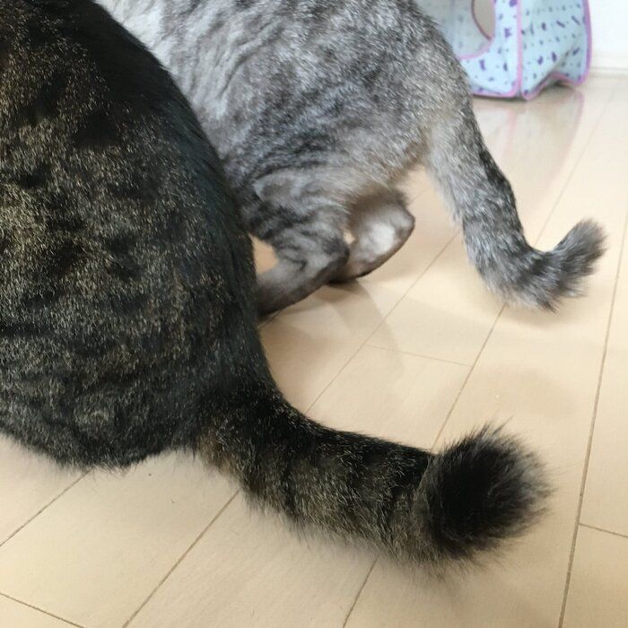ミロちゃんとルナちゃんのかぎしっぽ