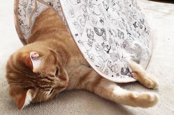 遊ぶ猫