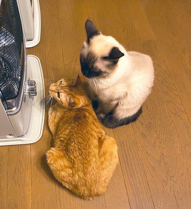 ストーブの前の猫たち