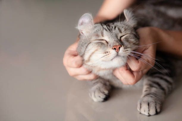 女性が手のグリップでなでるハッピーキャットラブリー快適な眠り。動物のコンセプトを愛する。