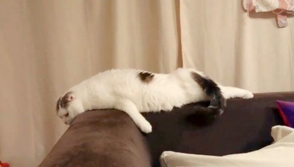 ソファの背もたれでくつろぐライくん