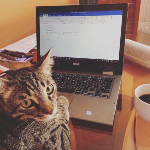猫あるある