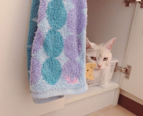 ちゅ〜るが大好きなネコ