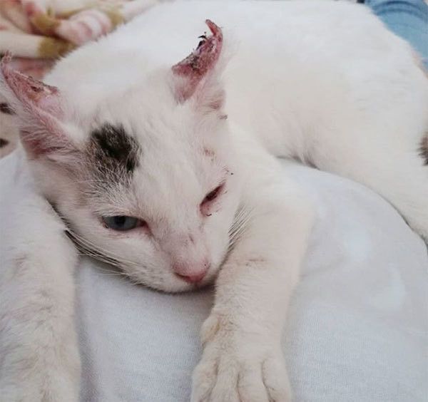弱る子猫