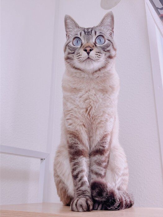 成長後のネスくんの様子 すっかり“ハンサム”に