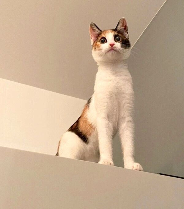 冷蔵庫の上に登るめんまちゃん