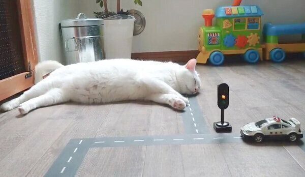 道を塞ぐブランちゃん