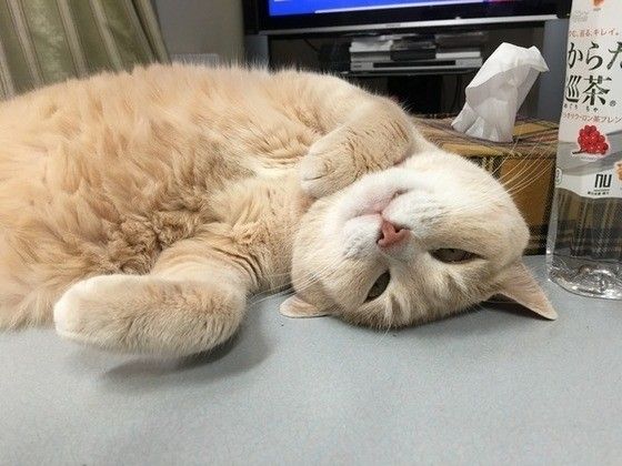 見つめる猫