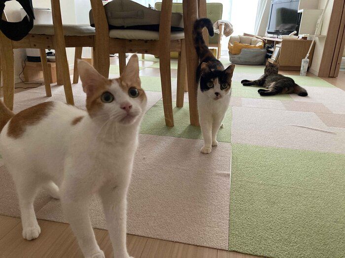キャットシッターの依頼主で1人暮らしをされていた方が急逝し、鈴木さんがみんなまとめて引き取ることになった3匹